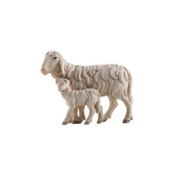 IN Sheep running with lamb