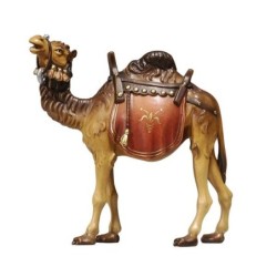 MA Camel