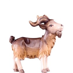 Billy goat R.K.