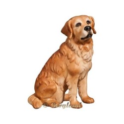 Hund Golden Retriever