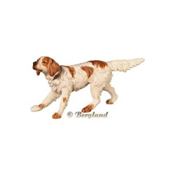 English Setter