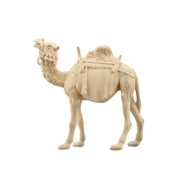 ZI Camel