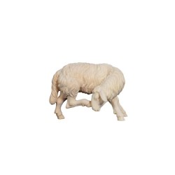 ZI Sheep scratching