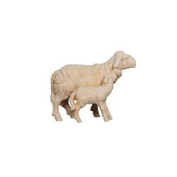 ZI Sheep with lamb standing